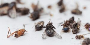 plaga de moscas en casa